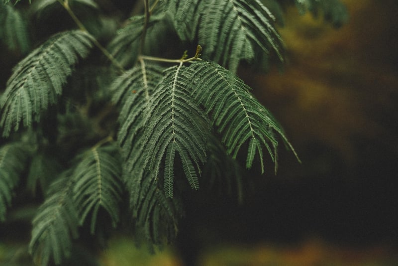 Indoor greenery