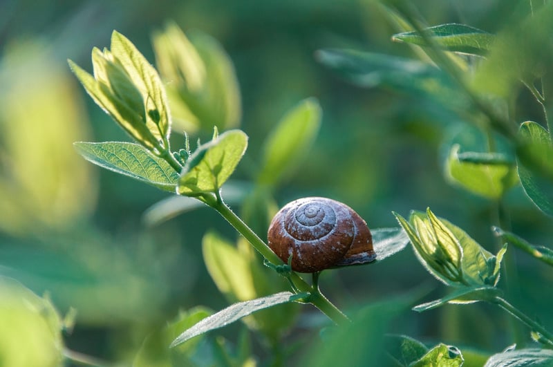 Pest control strategies