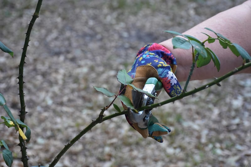 Pruning essentials