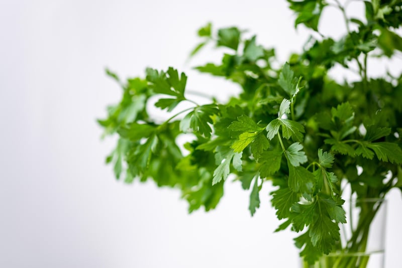 Herbs Plant