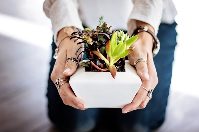 Pothos plant