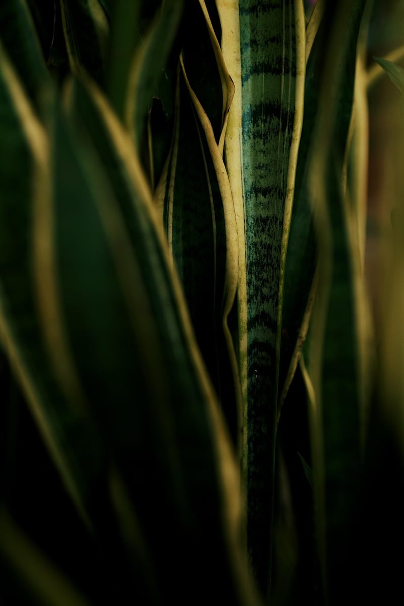 Snake plant