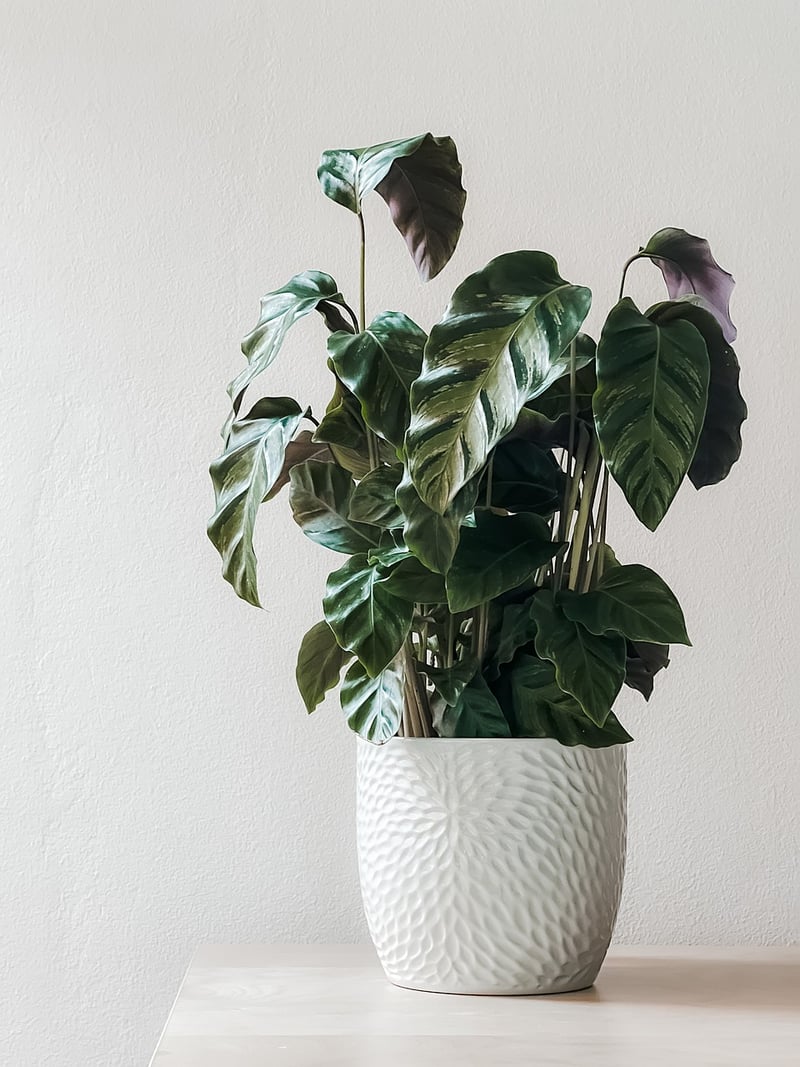 Succulent Plant