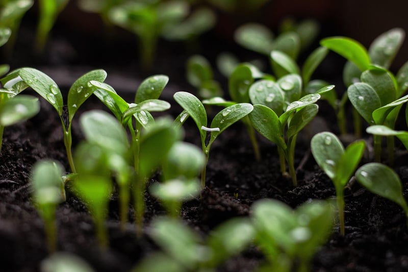 Urban Gardening